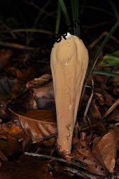 Herkuleskeule, Herkules-Riesenkeule, Clavariadelphus pistillaris, Clavaria pistillaris, Clavariadelphus pistillaris, Clavaria pistillaris, Herkuleskeule, Herkules-Riesenkeule, Basidiomyceten, Fruchtkrper Kauf von 00106_clavariadelphus_pistillaris_dsc_7704.jpg