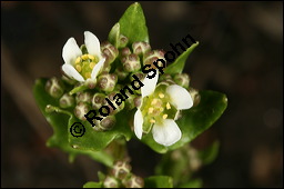 Echtes Löffelkraut, Löffelkresse, Cochlearia officinalis, Brassicaceae, Cochlearia officinalis, Echtes Löffelkraut, Löffelkresse, Blühend Kauf von 00108cochlearia_officinalisimg_5577.jpg