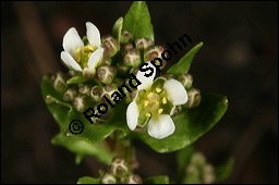 Echtes Löffelkraut, Löffelkresse, Cochlearia officinalis, Brassicaceae, Cochlearia officinalis, Echtes Löffelkraut, Löffelkresse, Blühend Kauf von 00108cochlearia_officinalisimg_5578.jpg