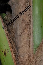 Kokospalme, Kokos-Palme, Cocos nucifera, Palmae, Cocos nucifera, Kokospalme, Kokos-Palme, Bindegarn aus Fasern Kauf von 00109_cocos_nucifera_dsc_7868.jpg