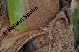 Kokospalme, Kokos-Palme, Cocos nucifera, Palmae, Cocos nucifera, Kokospalme, Kokos-Palme, Bindegarn aus Fasern Kauf von 00109_cocos_nucifera_dsc_7869.jpg