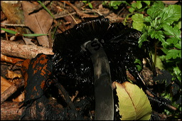 Schopf-Tintling, Coprinus comatus, Basidiomyceten, Coprinus comatus, Schopf-Tintling, Fruchtkörper Kauf von 00112coprinus_comatusimg_4357.jpg