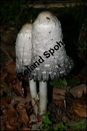 Schopf-Tintling, Coprinus comatus, Basidiomyceten, Coprinus comatus, Schopf-Tintling, Fruchtkrper Kauf von 00112coprinus_comatusimg_4359.jpg