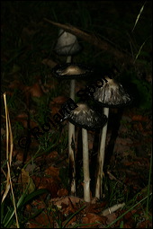 Schopf-Tintling, Coprinus comatus, Basidiomyceten, Coprinus comatus, Schopf-Tintling, Fruchtkörper Kauf von 00112coprinus_comatusimg_4360.jpg