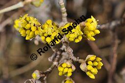 Kornelkirsche, Cornus mas, Cornaceae, Cornus mas, Kornelkirsche, Dirndl, Blhend Kauf von 00115_cornus_mas_dsc_1871.jpg