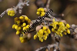 Kornelkirsche, Cornus mas, Cornaceae, Cornus mas, Kornelkirsche, Dirndl, Blühend Kauf von 00115_cornus_mas_dsc_1874.jpg