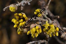 Kornelkirsche, Cornus mas, Cornaceae, Cornus mas, Kornelkirsche, Dirndl, Blhend Kauf von 00115_cornus_mas_dsc_1875.jpg