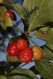 Kornelkirsche, Cornus mas, Cornaceae, Cornus mas, Kornelkirsche, Dirndl, Blhend Kauf von 00115_cornus_mas_dsc_7417.jpg