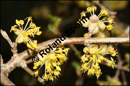 Kornelkirsche, Cornus mas, Cornaceae, Cornus mas, Kornelkirsche, Dirndl, Blhend Kauf von 00115cornus_masimg_5676.jpg