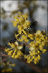 Kornelkirsche, Cornus mas, Cornaceae, Cornus mas, Kornelkirsche, Dirndl, Blühend Kauf von 00115cornus_masimg_5677.jpg