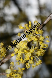 Kornelkirsche, Cornus mas, Cornaceae, Cornus mas, Kornelkirsche, Dirndl, Blühend Kauf von 00115cornus_masimg_5678.jpg