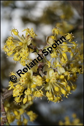 Kornelkirsche, Cornus mas, Cornaceae, Cornus mas, Kornelkirsche, Dirndl, Blhend Kauf von 00115cornus_masimg_5679.jpg