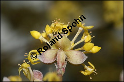 Kornelkirsche, Cornus mas, Cornaceae, Cornus mas, Kornelkirsche, Dirndl, Blhend Kauf von 00115cornus_masimg_5680.jpg