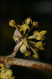 Kornelkirsche, Cornus mas, Cornaceae, Cornus mas, Kornelkirsche, Dirndl, Blühend Kauf von 00115cornus_masimg_5681.jpg