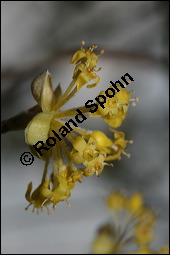 Kornelkirsche, Cornus mas, Cornaceae, Cornus mas, Kornelkirsche, Dirndl, Blühend Kauf von 00115cornus_masimg_5682.jpg