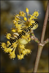 Kornelkirsche, Cornus mas, Cornaceae, Cornus mas, Kornelkirsche, Dirndl, Blhend Kauf von 00115cornus_masimg_5683.jpg