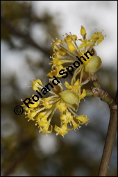 Kornelkirsche, Cornus mas, Cornaceae, Cornus mas, Kornelkirsche, Dirndl, Blhend Kauf von 00115cornus_masimg_5684.jpg