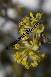 Kornelkirsche, Cornus mas, Cornaceae, Cornus mas, Kornelkirsche, Dirndl, Blühend Kauf von 00115cornus_masimg_5685.jpg