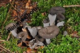 Totentrompete, Herbsttrompete, Craterellus cornucopioides, Craterellus cornucopioides, Totentrompete, Herbsttrompete, Basidiomyceten, Fruchtkörper Kauf von 00117_craterellus_cornucopioides_dsc_7765.jpg