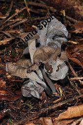 Totentrompete, Herbsttrompete, Craterellus cornucopioides, Craterellus cornucopioides, Totentrompete, Herbsttrompete, Basidiomyceten, Fruchtkrper Kauf von 00117_craterellus_cornucopioides_dsc_7767.jpg