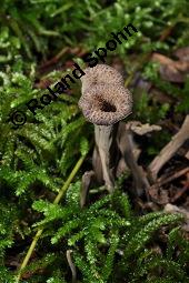 Totentrompete, Herbsttrompete, Craterellus cornucopioides, Craterellus cornucopioides, Totentrompete, Herbsttrompete, Basidiomyceten, Fruchtkörper Kauf von 00117_craterellus_cornucopioides_dsc_7768.jpg