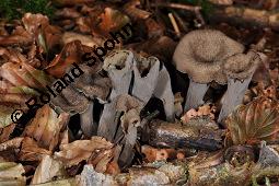 Totentrompete, Herbsttrompete, Craterellus cornucopioides, Craterellus cornucopioides, Totentrompete, Herbsttrompete, Basidiomyceten, Fruchtkrper Kauf von 00117_craterellus_cornucopioides_dsc_7769.jpg