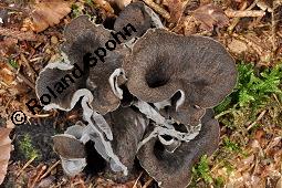 Totentrompete, Herbsttrompete, Craterellus cornucopioides, Craterellus cornucopioides, Totentrompete, Herbsttrompete, Basidiomyceten, Fruchtkörper Kauf von 00117_craterellus_cornucopioides_dsc_7770.jpg