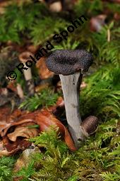 Totentrompete, Herbsttrompete, Craterellus cornucopioides, Craterellus cornucopioides, Totentrompete, Herbsttrompete, Basidiomyceten, Fruchtkörper Kauf von 00117_craterellus_cornucopioides_dsc_7771.jpg