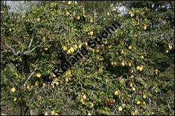 Birnen-Quitte, Cydonia oblonga var. pyriformis, Rosaceae, Cydonia oblonga var. pyriformis, Cydonia pyriformis, Birnen-Quitte, Echte Quitte, fruchtend Kauf von 00129cydonia_oblonga_pyriformisimg_4221.jpg