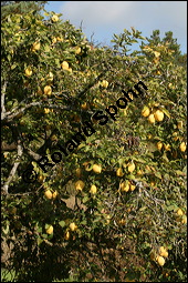 Birnen-Quitte, Cydonia oblonga var. pyriformis, Rosaceae, Cydonia oblonga var. pyriformis, Cydonia pyriformis, Birnen-Quitte, Echte Quitte, fruchtend Kauf von 00129cydonia_oblonga_pyriformisimg_4222.jpg