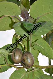 Baumtomate, Tamarillo, Cyphomandra betacea, Cyphomandra crassicaulis, Solanum betaceum, Cyphomandra crassifolia, Solanaceae, Cyphomandra betacea, Cyphomandra crassicaulis, Solanum betaceum, Cyphomandra crassifolia, Baumtomate, Tamarillo, fruchtend Kauf von 00134_cyphomandra_betacea_dsc_0404.jpg