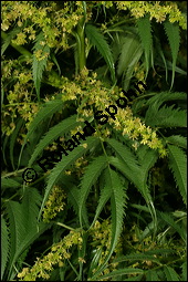 Scheinhanf, Gelbhanf, Streichkraut, Datisca cannabina, Datiscaceae, Datisca cannabina, Scheinhanf, Gelbhanf, Streichkraut, Blhend Kauf von 00135datisca_cannabinaimg_8801.jpg