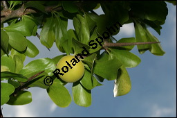 Keiapfel, Dovyalis caffra, Flacourtiaceae, Dovyalis caffra, Aberia caffra, Keiapfel, Kafferpflaume, fruchtend Kauf von 00140dovyalis_caffraimg_3591.jpg