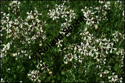 Salat-Rauke, Eruca sativa, Brassicaceae, Eruca sativa, Rucola coltivata, Eruca vesicaria ssp. sativa, Salat-Rauke, Rukola, Öl-Rauke, Blühend Kauf von 00147eruca_sativaimg_2712.jpg