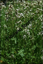 Salat-Rauke, Eruca sativa, Brassicaceae, Eruca sativa, Rucola coltivata, Eruca vesicaria ssp. sativa, Salat-Rauke, Rukola, Öl-Rauke, Blühend Kauf von 00147eruca_sativaimg_2713.jpg