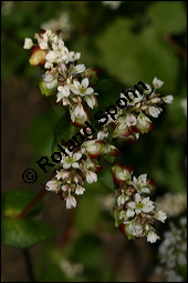 Buchweizen, Fagopyrum esculentum, Fagopyrum vulgare, Polygonum fagopyrum, Polygonaceae, Fagopyrum esculentum, Fagopyrum vulgare, Polygonum fagopyrum, Buschweizen, Blühend und fruchtend Kauf von 00150fagopyrum_esculentumimg_8978.jpg