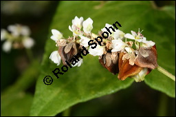 Buchweizen, Fagopyrum esculentum, Fagopyrum vulgare, Polygonum fagopyrum, Polygonaceae, Fagopyrum esculentum, Fagopyrum vulgare, Polygonum fagopyrum, Buschweizen, Blhend und fruchtend Kauf von 00150fagopyrum_esculentumimg_8980.jpg