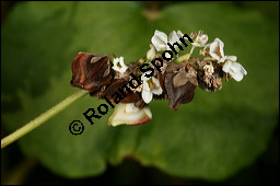 Buchweizen, Fagopyrum esculentum, Fagopyrum vulgare, Polygonum fagopyrum, Polygonaceae, Fagopyrum esculentum, Fagopyrum vulgare, Polygonum fagopyrum, Buschweizen, Blhend und fruchtend Kauf von 00150fagopyrum_esculentumimg_8981.jpg