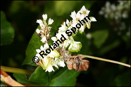 Buchweizen, Fagopyrum esculentum, Fagopyrum vulgare, Polygonum fagopyrum, Polygonaceae, Fagopyrum esculentum, Fagopyrum vulgare, Polygonum fagopyrum, Buschweizen, Blhend und fruchtend Kauf von 00150fagopyrum_esculentumimg_8982.jpg