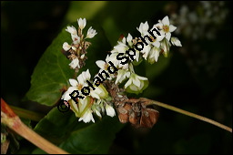 Buchweizen, Fagopyrum esculentum, Fagopyrum vulgare, Polygonum fagopyrum, Polygonaceae, Fagopyrum esculentum, Fagopyrum vulgare, Polygonum fagopyrum, Buschweizen, Blhend und fruchtend Kauf von 00150fagopyrum_esculentumimg_8983.jpg