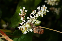 Buchweizen, Fagopyrum esculentum, Fagopyrum vulgare, Polygonum fagopyrum, Polygonaceae, Fagopyrum esculentum, Fagopyrum vulgare, Polygonum fagopyrum, Buschweizen, Blühend und fruchtend Kauf von 00150fagopyrum_esculentumimg_8984.jpg