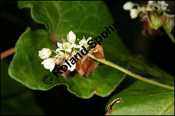 Buchweizen, Fagopyrum esculentum, Fagopyrum vulgare, Polygonum fagopyrum, Polygonaceae, Fagopyrum esculentum, Fagopyrum vulgare, Polygonum fagopyrum, Buschweizen, Blühend und fruchtend Kauf von 00150fagopyrum_esculentumimg_8985.jpg