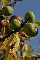 Feigenbaum, Ficus carica, Moraceae, Ficus carica, Feigenbaum, Echte Feige, Blatt Kauf von 00153_ficus_carica_dsc_0872.jpg