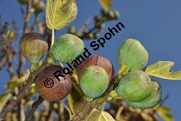 Feigenbaum, Ficus carica, Moraceae, Ficus carica, Feigenbaum, Echte Feige, Blatt Kauf von 00153_ficus_carica_dsc_0874.jpg