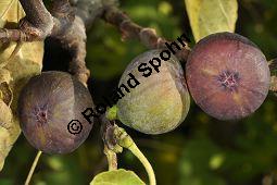 Feigenbaum, Ficus carica, Moraceae, Ficus carica, Feigenbaum, Echte Feige, Blatt Kauf von 00153_ficus_carica_dsc_0879.jpg