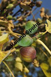 Feigenbaum, Ficus carica, Moraceae, Ficus carica, Feigenbaum, Echte Feige, Blatt Kauf von 00153_ficus_carica_dsc_0880.jpg