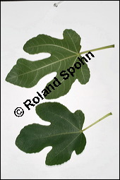 Feigenbaum, Ficus carica, Moraceae, Ficus carica, Feigenbaum, Echte Feige, Blatt Kauf von 00153ficus_caricaimg_3759.jpg
