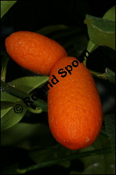 Kumquat, Fortunella margarita, Rutaceae, Fortunella margarita, Citrus margarita, Kumquat, fruchtend Kauf von 00158fortunella_margaritaimg_2679.jpg