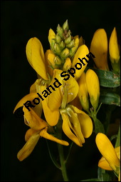 Färber-Ginster, Genista tinctoria, Fabaceae, Genista tinctoria, Färber-Ginster, Habitat Kauf von 00162genista_tinctoriaimg_2412.jpg