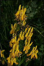 Färber-Ginster, Genista tinctoria, Fabaceae, Genista tinctoria, Färber-Ginster, Habitat Kauf von 00162genista_tinctoriaimg_8038.jpg